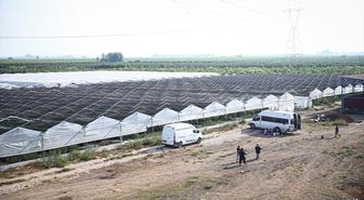 Ahududu ihracatında Uzak Doğu başarısı