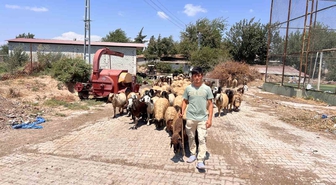 Hatay'da Suriyeli Çobanın Zorlu Yaşam Mücadelesi