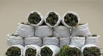 Bafra'da 138 kg esrar ve 1757 kök kenevir ele geçirildi