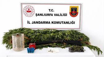 Akçakale'de uyuşturucu operasyonu: 1 gözaltı