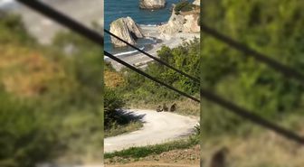 Sinop'ta Anne Ayı ve Yavruları Yiyecek Ararken Görüntülendi