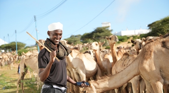 Somali'de Mevlid-i Nebi için 1538 deve kurban edilecek