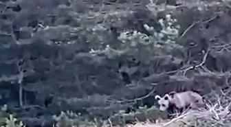 Tokat’ta çoban, karşılaştığı yavru ayıyı görüntüledi