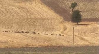 Çemişgezek'te domuz sürüsü yolda görüntülendi