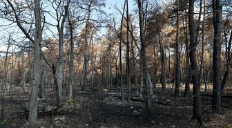 Fontainebleau Ormanı'nda Büyük Yangın