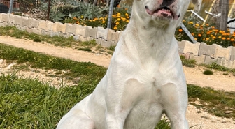 Keşan'da 'Sütlaç' isimli köpeğin öldürülmesine suç duyurusu