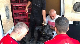 Adıyaman'da 20 aileye kümes hayvanı dağıtıldı