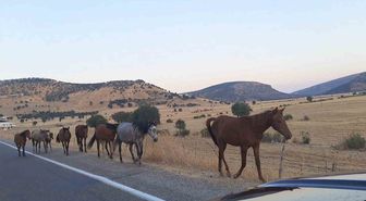 Silvan'da yaban atları trafiğe çıktı
