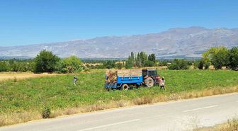 Erzincan'da fasulye hasadı başladı: Üretici maliyetlerden dertli