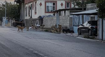 Gaziantep'te tedirgin eden görüntü: Başıboş sokak köpekleri adeta mahalleyi ele geçirdi