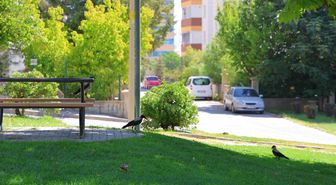 Kargalar Hürriyet Parkı'nı Mesken Tuttu