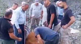 Siirt'te Mahsur Kalan Büyükbaş Hayvan Kurtarılamadı