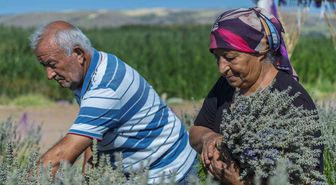 Lavanta üreticisi çift gözyaşlarıyla destek istiyor