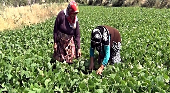 Mecitözü'nde çiftçiler ürünlerini aracısız satıyor