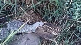 Bıldırcın Avında Engerek Yılanı Görüntülendi