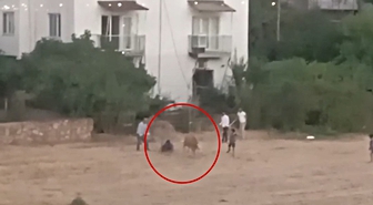Gercüş'te Kaçan İnek Sahibini Yere Serdi: O Anlar Kamerada