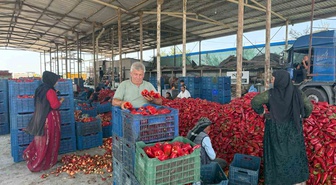 Kapya Biberde Fiyat Krizi: Üretici Zararda