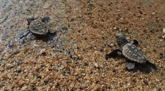 Kuşadası'nda 60 caretta caretta yavrusu denizle buluştu