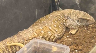 Soma'da 61 Egzotik Yaban Hayvanı Ele Geçirildi