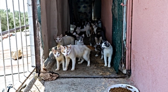Mersin'de 100 Kedi Sağlıksız Evden Kurtarıldı