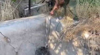 Nesli tehlikedeki oklu kirpi kurtarıldı