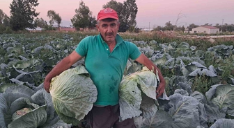 Söğütlü Lahanasında Hasat Dönemi Başladı: 500 Bin Ekim, Bereketli Sezon Beklentisi