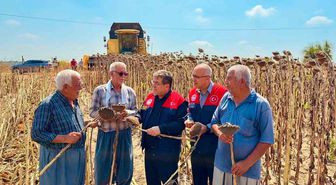 Tarsus'ta Ayçiçeğinde 4 Bin 485 Ton Rekolte Beklentisi