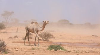 OCHA: Somali'de kuraklık ve azalan yardımlar geçim kaynaklarını vuruyor