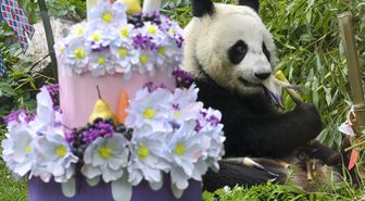 Moskova'da Doğan İlk Dev Panda Katyusha Üçüncü Yaş Gününü Kutladı