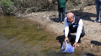 Çanakkale'de Atikhisar Barajı'na 348 Bin Sazan Yavrusu Bırakıldı