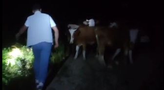 Bayburt'ta Kaybolan 13 İnek Gece Yarısı Dağlık Alanda Bulundu
