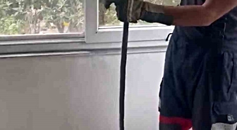 Yılan Pencere Arasından Kurtarıldı