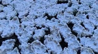 Torosların Geleneksel Tarhanası: Mezla Dallarında Güneşle Buluşuyor