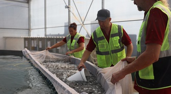Muğla'dan 55 Milyon Avroluk Yavru Balık İhracatı