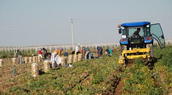 Niğde'de Patates Hasadı Başladı: Fiyatlar Üreticiyi Sevindirdi