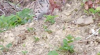Sinop'ta Nesli Tehlikedeki Vaşak Görüntülendi