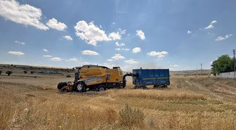 Talas Belediyesi kendi arpasıyla hayvanlarını besleyecek