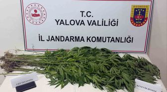 Yalova'da Uyuşturucu Operasyonu: 3 Gözaltı