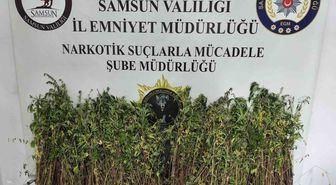 Bafra'da Uyuşturucu Operasyonu: 1655 Kök Kenevir Ele Geçirildi