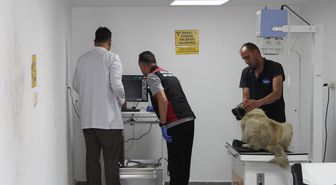 Giresun'da Sokak Köpeğini Ezen Sürücü Yakalandı