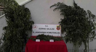 Uzunköprü'de Kamu Arazisine Kenevir Ekimi: 1 Gözaltı