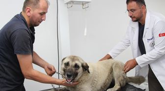 Giresun'da Köpeği Ezen Sürücü Gözaltına Alındı