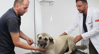 Giresun'da Köpeği Ezen Sürücü Gözaltında