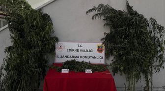 Uzunköprü'de kamu arazisinde hint keneviri yetiştiren şüpheli suçüstü yakalandı