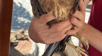 Kastamonu'da Yaralı Şahin Tedavi Altına Alındı