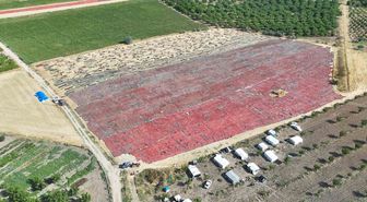 Malatya'da Kayısıya Alternatif: Kurutmalık Domates Hasadı Başladı