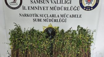 Bafra'da Uyuşturucu Operasyonu: 1655 Kök Kenevir Ele Geçirildi