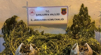 Eyyübiye'de 625 Kök Kenevir ve 4 Kg Esrar Ele Geçirildi