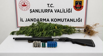 Şanlıurfa'da Kenevir Operasyonu: 1 Gözaltı