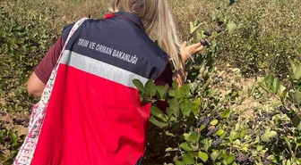 Simav'da Aronya Bahçesi Yerinde İncelendi